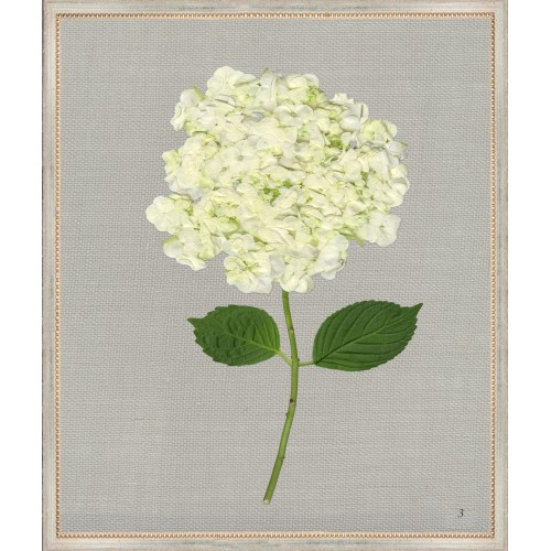 TLC- WHITE HYDRANGEA 3 20 X 24